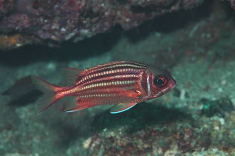 紅鐵甲魚|紅鋸鱗魚